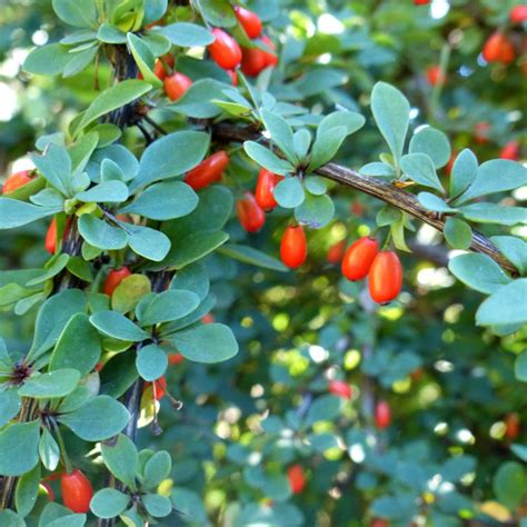 burberry christmas tree|types of barberry plants.